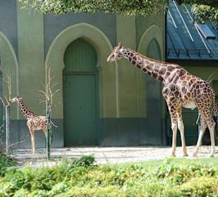 Giraffengehege