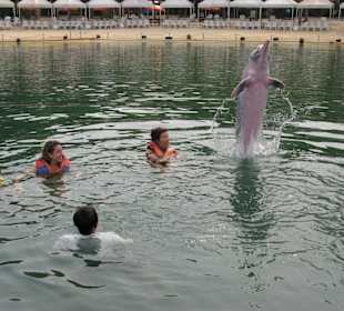 Swim with dolphins