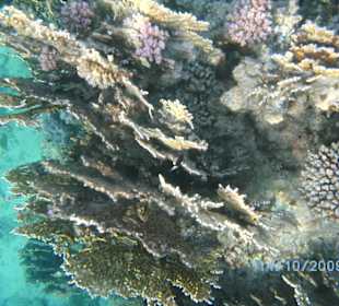 Herrliche Unterwasserwelt