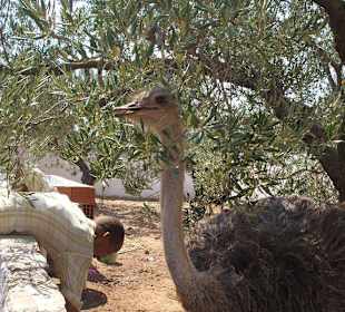 Straussfarm