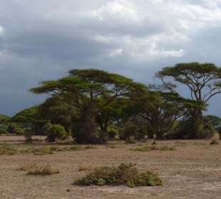 Schöner Amboseli
