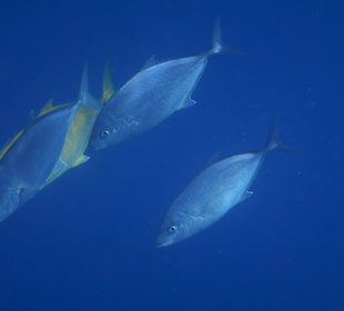 Makrelen bei der Jagd