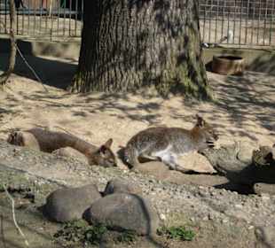 Känguru beim Sonnenbaden