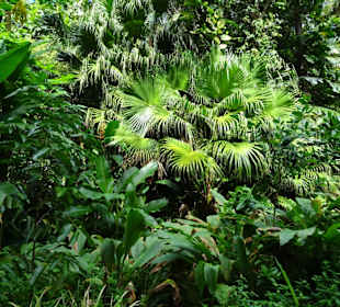 Rundgang durch den Duft- und Gewürzgarten