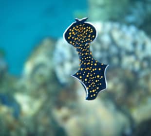 Gelbgefleckter Flachwurm