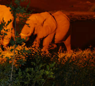 Tsavo West National Park