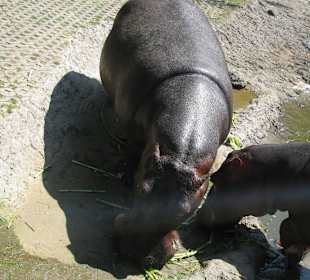 В зоопарке Бали