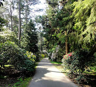 Spaziergang durch den Rhododendronpark Westerstede