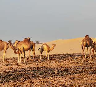 Wüstentour Abu Dhabi zum Sonnenaufgang