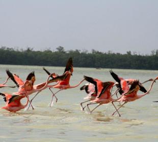 Flamingos