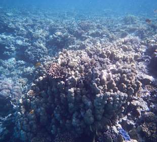 Korallen am Aussenriff