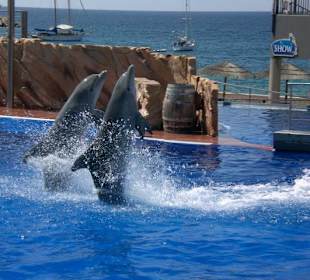 Delphin-Show
