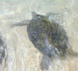 Schildkröte in der Bucht in Hikkaduwa