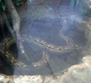 Spacer po zoo