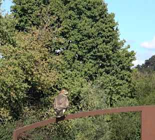 Schaukelweg an der Donau