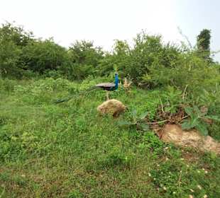 Elefantenreiten Sigiriya