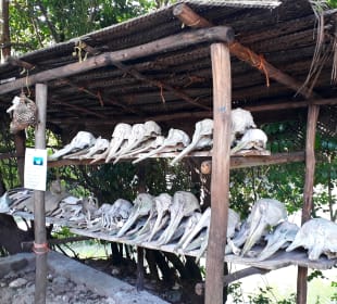 Mnarani Marine Schildkröten Conservation