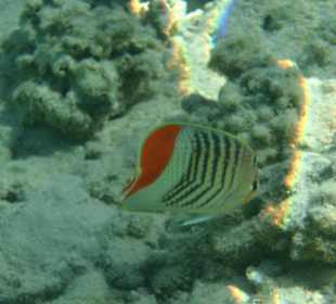 Rotmeer - Winkelfalterfisch