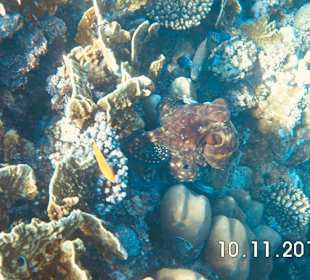 Schnorcheln Marsa Alam