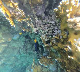 Schnorcheln Marsa Alam