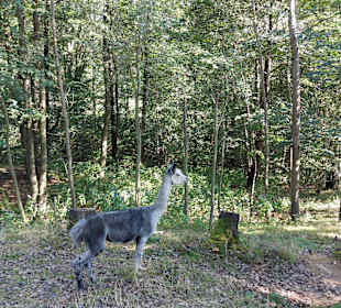 Wildpark Osterzgebirge
