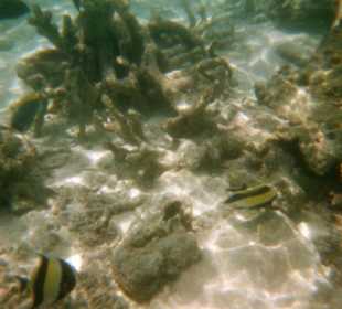 Lagon masque et tuba poissons