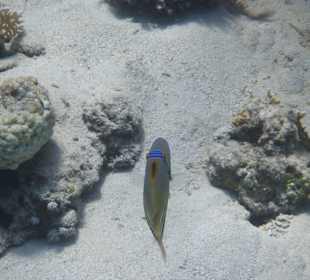 Picasso-Drückerfisch im Hausriff