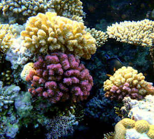 Риф у отеля