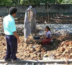 Auslösen des Fruchtfleisches von Kokosnüssen