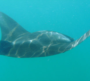Manta