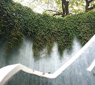 Tree Tunnel Fort Canning Park