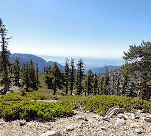 Горы Сан-Габриэль - сосны остаются внизу