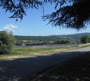 Lavender Trail