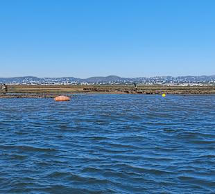 Bootstour Ria Formosa