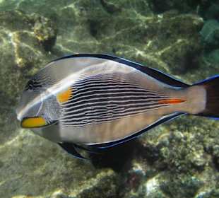 Blaustreifendoktorfisch