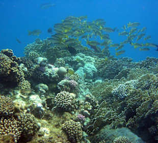 Am Außenriff vor dem Calimera Habiba Beach