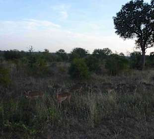 Krüger Nationalpark