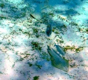 Schnorcheln Marsa Alam