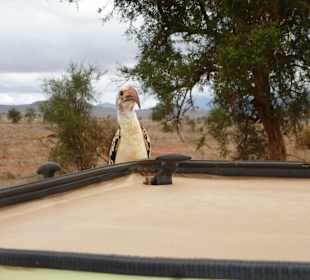 Vögel lieben DM Jeeps