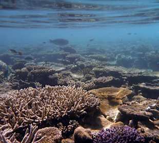 Колючее подводное царство