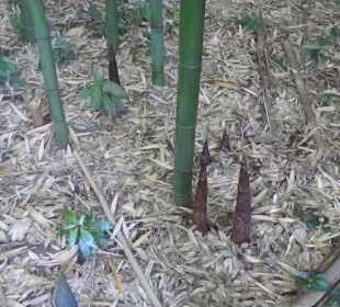 Garten und Villa Garzoni in Collodi