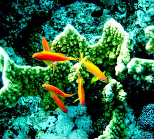 Hausriff Hotel Hyatt Regency Sharm el Sheikh