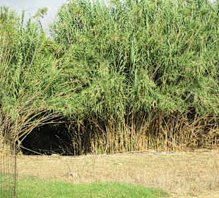 Заросли тристника