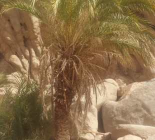Wüstenpalme