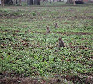 Teeplantage von Sukna
