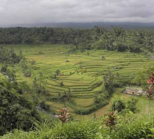 Reisterrassen Balis