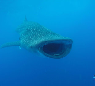 Schwimmen Sie mit Walhaien