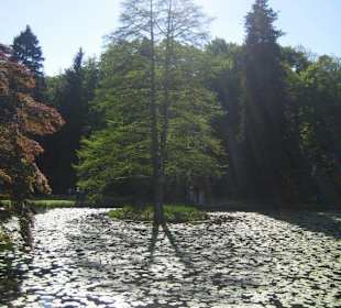 Der See und der alte Baumbestand.