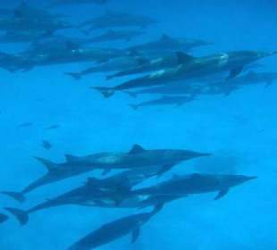 Dolphins