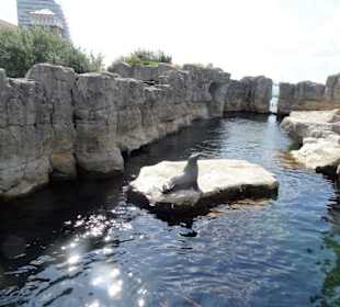 Rundgang durch den Zoo am Meer